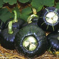 Doğal Elagance Siyah Kışlık Kabak Tohumu (10 tohum)