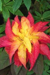 İllumination Sarı Kırmızı Amaranthus (Horoz İbiği) Çiçeği Tohumu(50 adet)
