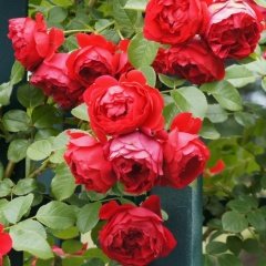 Tüplü Yediveren Sarmaşık Katmerli Florantina Kırmızı Gül Fidanı