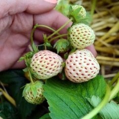 Saksıda Pineberry Beyaz Çilek Fidesi (9 cm'lik Saksıda)