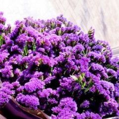 Limonium Sinuatum Lilac Lavender Deniz Lavantası Tohumu(30 tohum)(40 tohum)