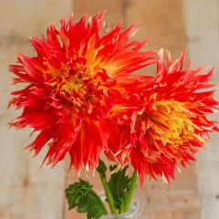 Turuncu Renk Fired Up Dahlia Yıldız Çiçeği Yumrusu (1 adet )