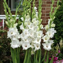Beyaz Gladiolus White Prosperity Glayör Çiçeği Soğanı (4 adet)