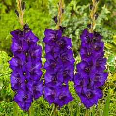 Mor Gladiolus Purple Flor Glayör Çiçeği Soğanı (4 adet)