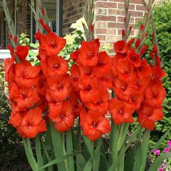Kırmızı Gladiolus Mascagni Glayör Çiçeği Soğanı (4 adet)