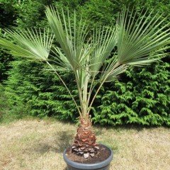 Tüplü Washingtonia Robusto Palmiye Ağacı Fidanı (250-400 cm)