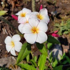 Tüplü Yoğun Kokulu Mini White Plumeria Fidanı(20-50 cm)