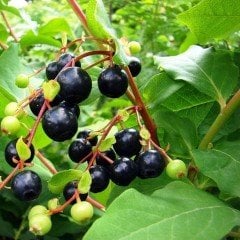 Tüplü Bilberry (Yaban Mersini) Fidanı