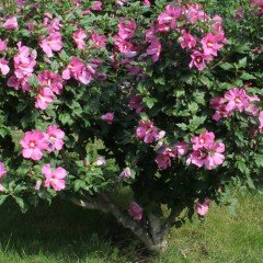 Tüplü Ağaç Hatmi(Hibiscus S.)  Fidanı (200-300 cm)