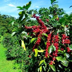 Tüplü Coffea Arabica Kahve Fidanı (5.5 Luk Saksıda)