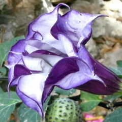 Katmerli Mor Brugmansia Çiçeği Tohumu (5 tohum)