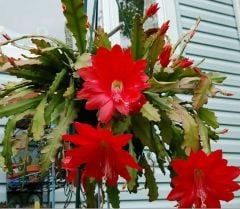 Epiphyllum Selenicereus Anthonyanus Atlas Çiçeği Fidanı (9 Luk Saksıda)