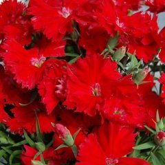 Dianthus Heddewigii Bravo Karanfil Çiçeği Tohumu (100 adet)