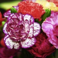 Dianthus Heddewigii Gaiety Katmerli İri Karanfil Çiçeği Tohumu(100 adet)