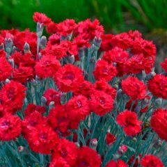 Chabaud Cardinal Red Karanfil Çiçeği Tohumu(70 adet)
