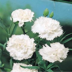 Chabaud White Karanfil Çiçeği Tohumu(70 adet)