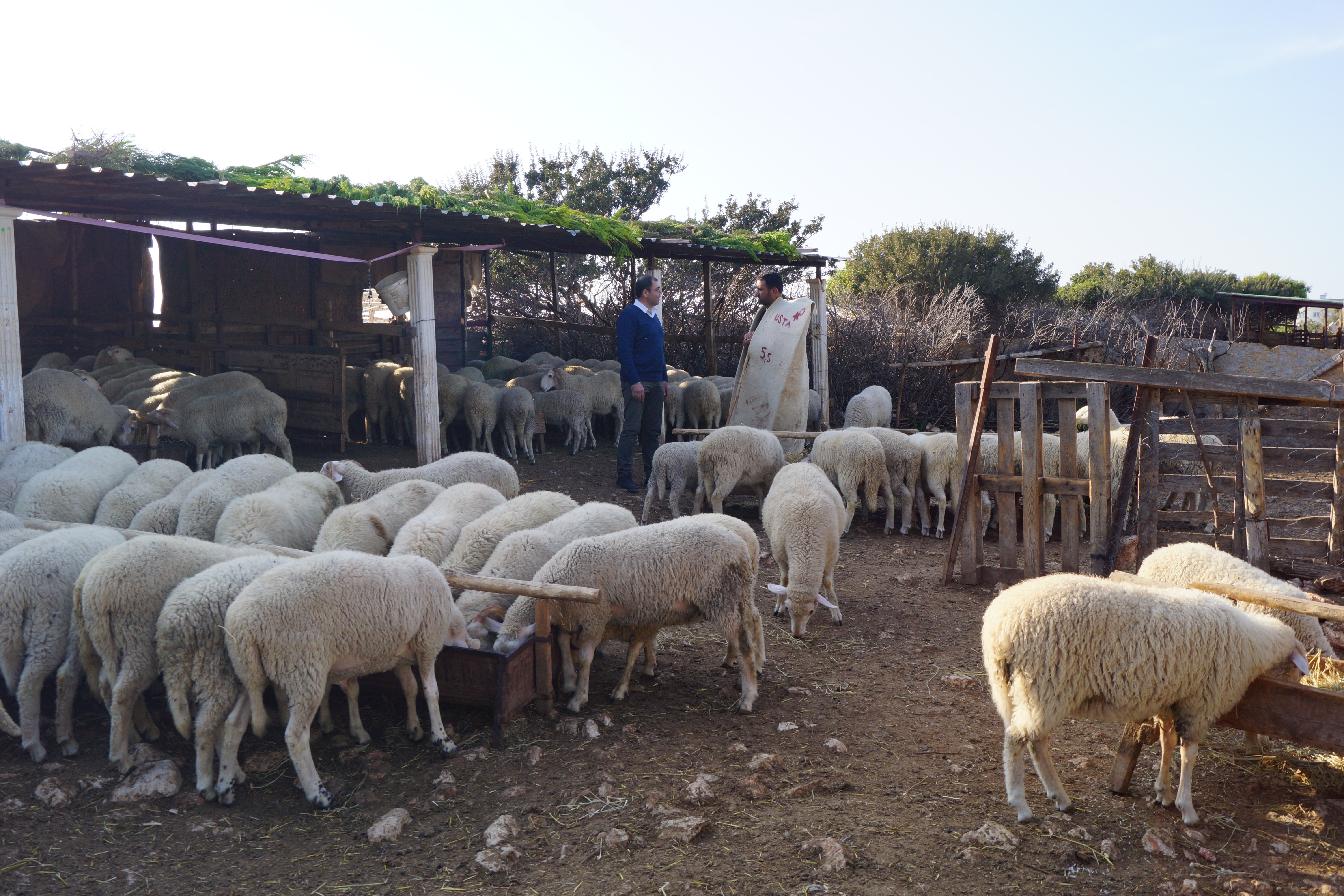 Koyun Sütünden Olgunlaşmış Peynirler