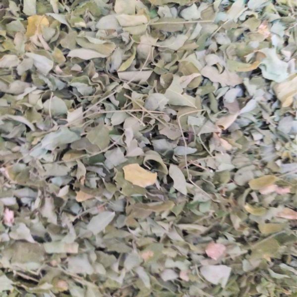Moringa Çayı (Yaprak) 1000 g