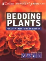 Bedding Plants
