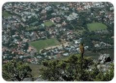 Bird View - Verda Aner Verebay