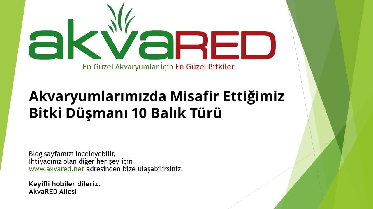 Akvaryumlarımızda Misafir Ettiğimiz Bitki Düşmanı 10 Balık Türü