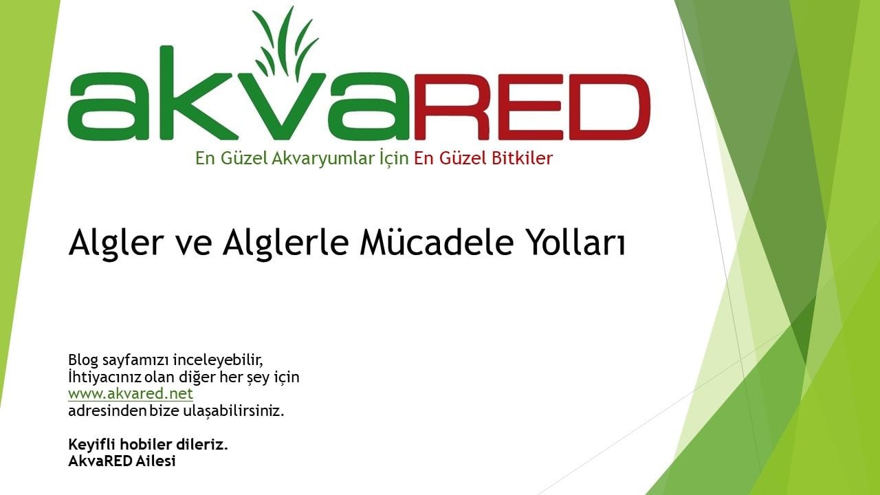 Algler ve Alglerle Mücadele Yolları