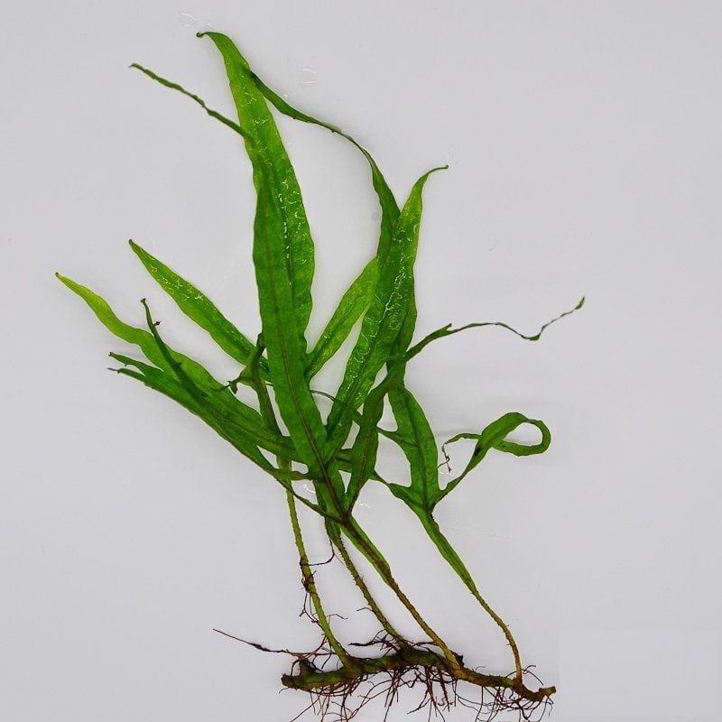 Microsorum pteropus trident (Trident Fern) İTHAL BUKET 