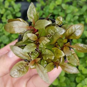 Alternanthera rosaefolia İTHAL BUKET