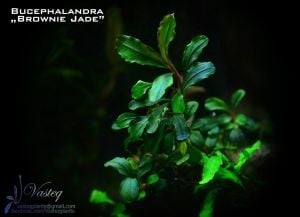 Bucephalandra brownie cheries İTHAL 10X10 CM PORSİYON