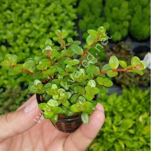 Rotala colorata İTHAL BUKET