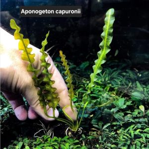 Aponogeton capuronii ADET (Yumru) ÖN SİPARİŞ