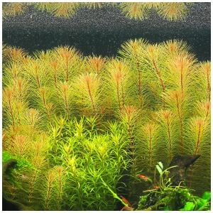 Rotala sp. vietnam İTHAL BUKET