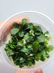 Bucephalandra green wavy IN VITRO CUP