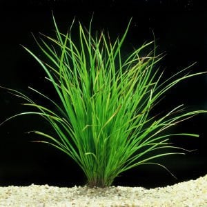 Cyperus helferi İTHAL BUKET