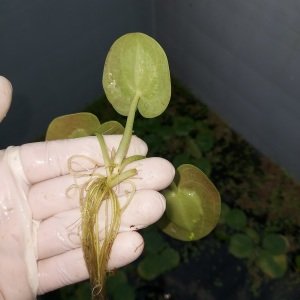 Limnobium laevigatum (Amazon Frogbit) Mini ADET