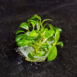 Anubias hastifolia ADET EX VITRO