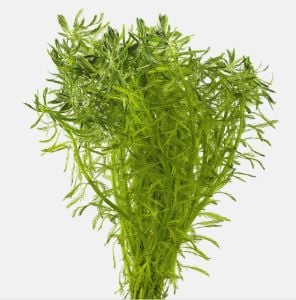 Myriophyllum aquaticum İTHAL BUKET 