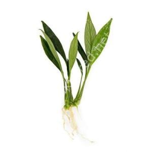 Anubias congensis mini İTHAL ADET