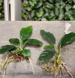 Anubias coffeefolia compact ADET - ÖN SİPARİŞ