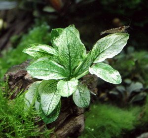 Anubias nana pinto mini leaf ADET - ÖN SİPARİŞ