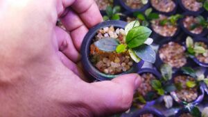 Anubias nana pinto mini leaf ADET - ÖN SİPARİŞ