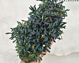 Bucephalandra pygmea kapit 10x10cm İTHAL PORSİYON