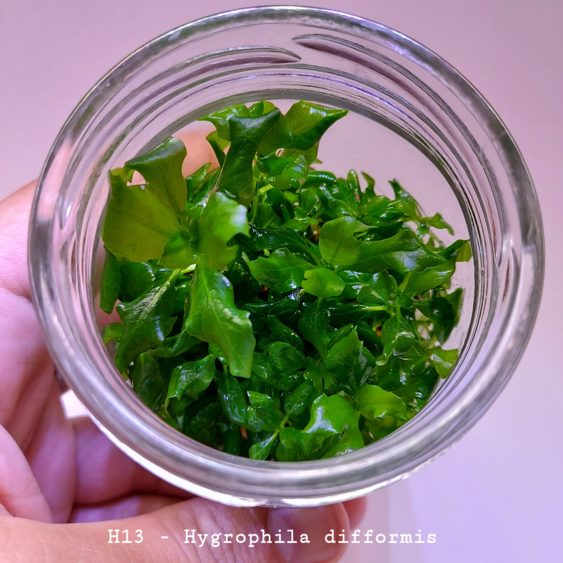 Hygrophila difformis (Çınar) IN VITRO JAR (KAVANOZ)