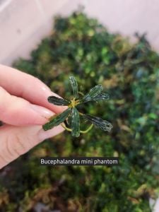 Bucephalandra mini phantom ADET