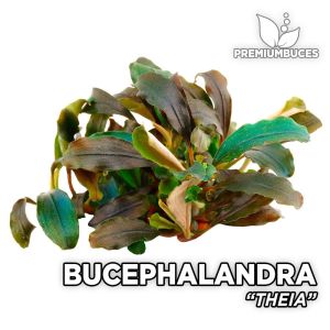 Bucephalandra theia İTHAL10X10 CM PORSİYON