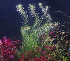 Mayaca fluviatilis IN VITRO JAR (KAVANOZ)