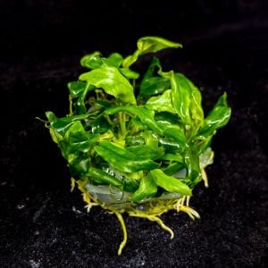 Anubias glabra mini IN VITRO CUP