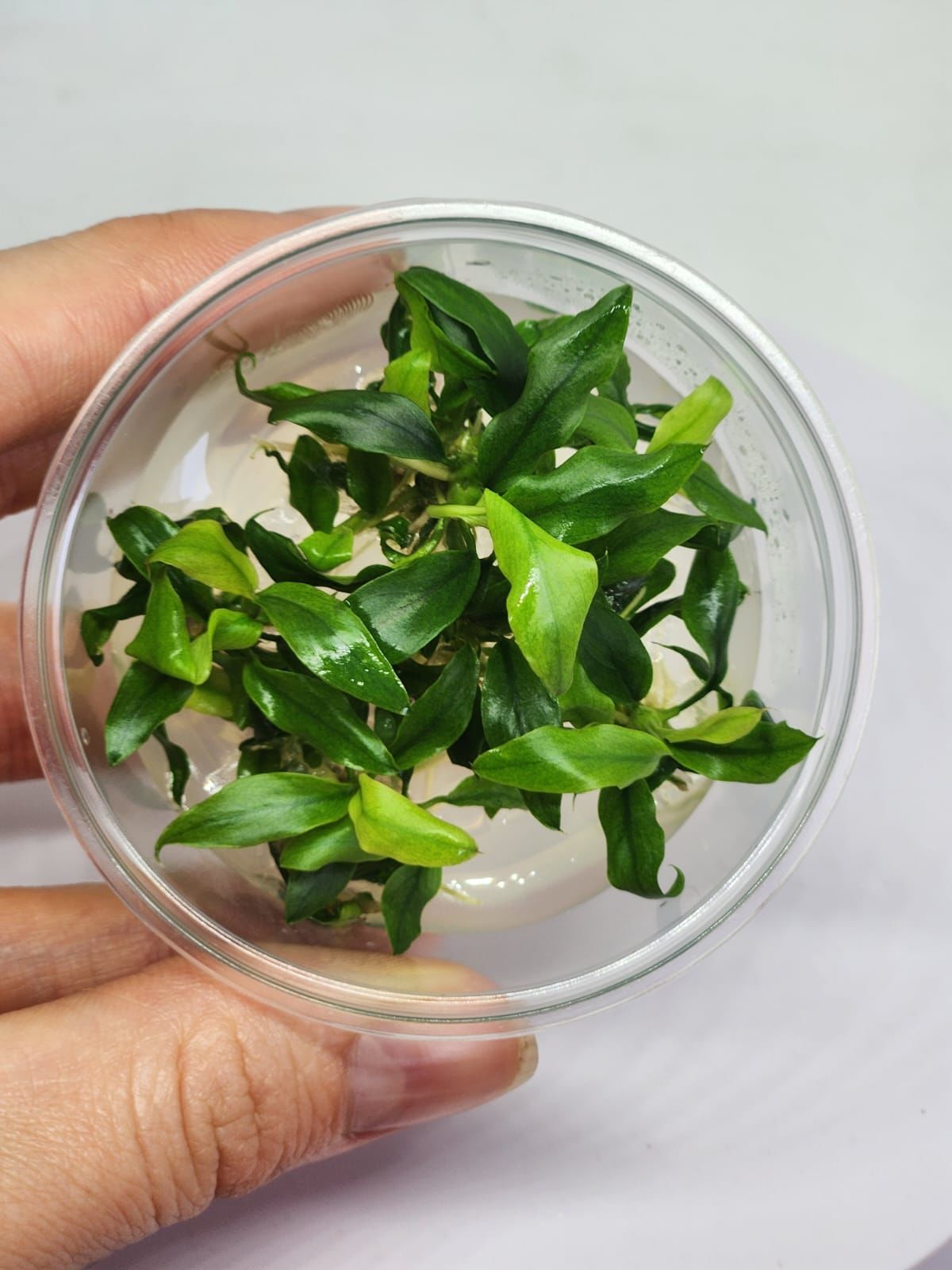 Anubias glabra mini IN VITRO CUP