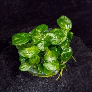 Anubias barteri broad leaf  IN VITRO CUP