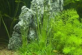 Eriocaulon cinereum ADET ÖN SİPARİŞ